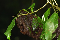 Myrmicaria arachnoides