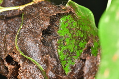 Myrmicaria arachnoides