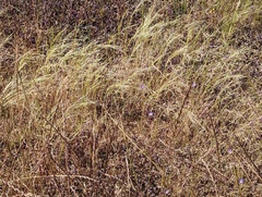 Deschampsia danthonioides