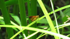 Euphyes dukesi calhouni