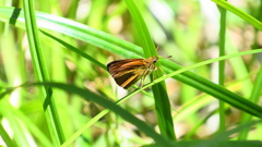 Euphyes dukesi calhouni