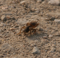 Gryllotalpa orientalis