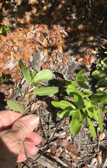 Asclepias curtissii