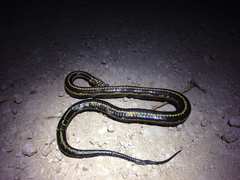 Nerodia clarkii clarkii