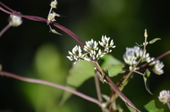 Mikania scandens image
