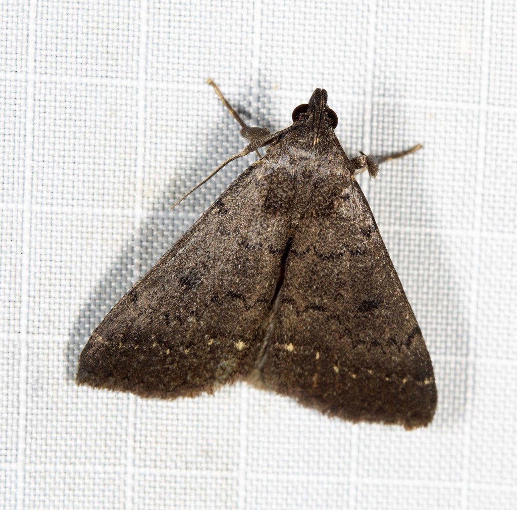 Nodaria
