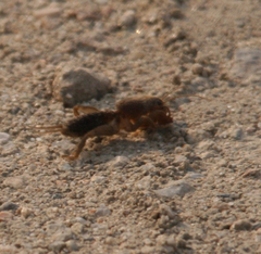 Gryllotalpa orientalis