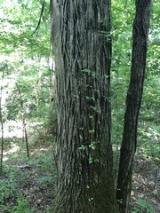 Carya carolinae-septentrionalis