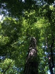 Carya carolinae-septentrionalis