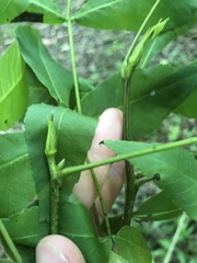 Carya carolinae-septentrionalis