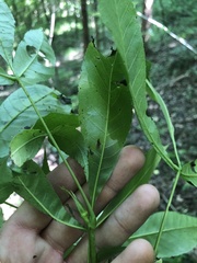 Carya carolinae-septentrionalis