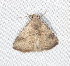 Rivula concinna