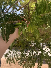 Jacaranda mimosifolia