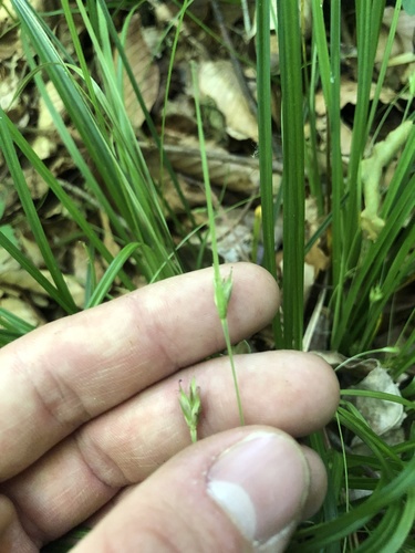 Willdenow's sedge (Carex basiantha)
