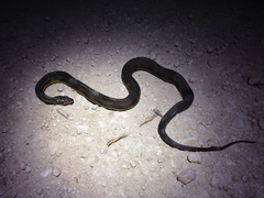 Nerodia clarkii clarkii