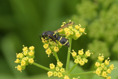 Parancistrocerus pensylvanicus