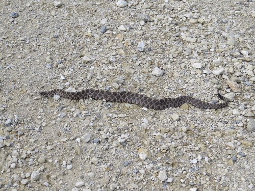 Photo of a Western Massasauga (Sistrurus tergeminus)