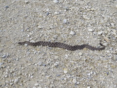 Sistrurus tergeminus