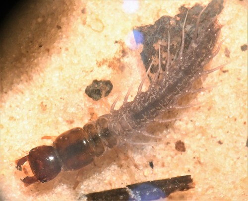 Corydalidae image