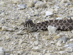 Sistrurus tergeminus