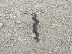 Sistrurus tergeminus