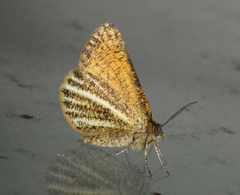 Isturgia limbaria