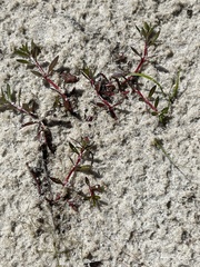 Ludwigia brevipes