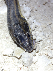 Nerodia clarkii clarkii