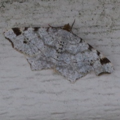 Macaria pinistrobata