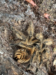 Phrixotrichus vulpinus