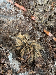 Phrixotrichus vulpinus