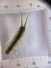 Pentidotea montereyensis