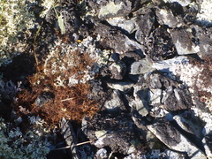 Bryocaulon divergens