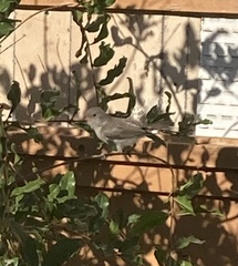 Auriparus flaviceps