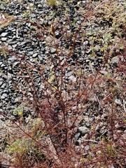 Cordylanthus tenuis brunneus