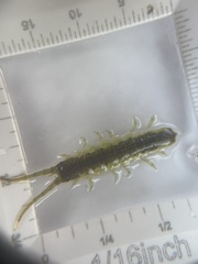 Pentidotea montereyensis