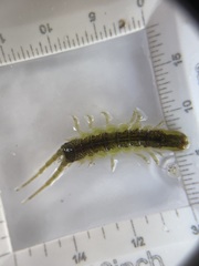 Pentidotea montereyensis