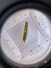 Pentidotea montereyensis