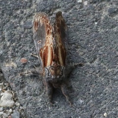 Notodonta scitipennis