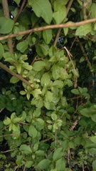 Cestrum aurantiacum