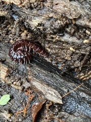 Monenchodesmus inermis