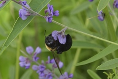 Xylocopa virginica
