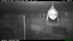 Rhinolophus megaphyllus