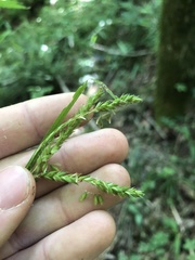 Carex oxylepis oxylepis