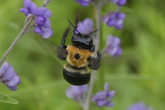 Xylocopa virginica
