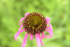 Echinacea simulata