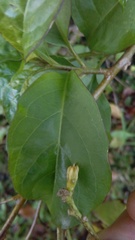Cestrum aurantiacum