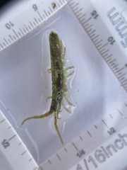 Pentidotea montereyensis