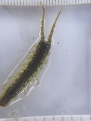 Pentidotea montereyensis