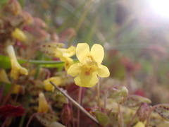 Erythranthe sookensis